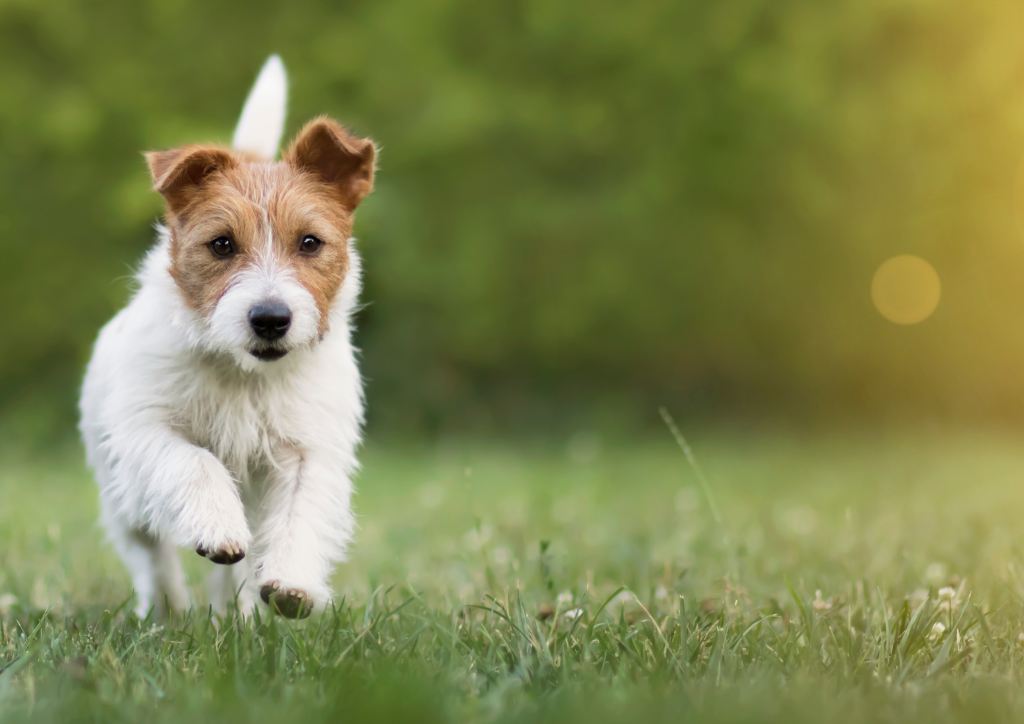 honden spelen veilig in de omheinde tuin