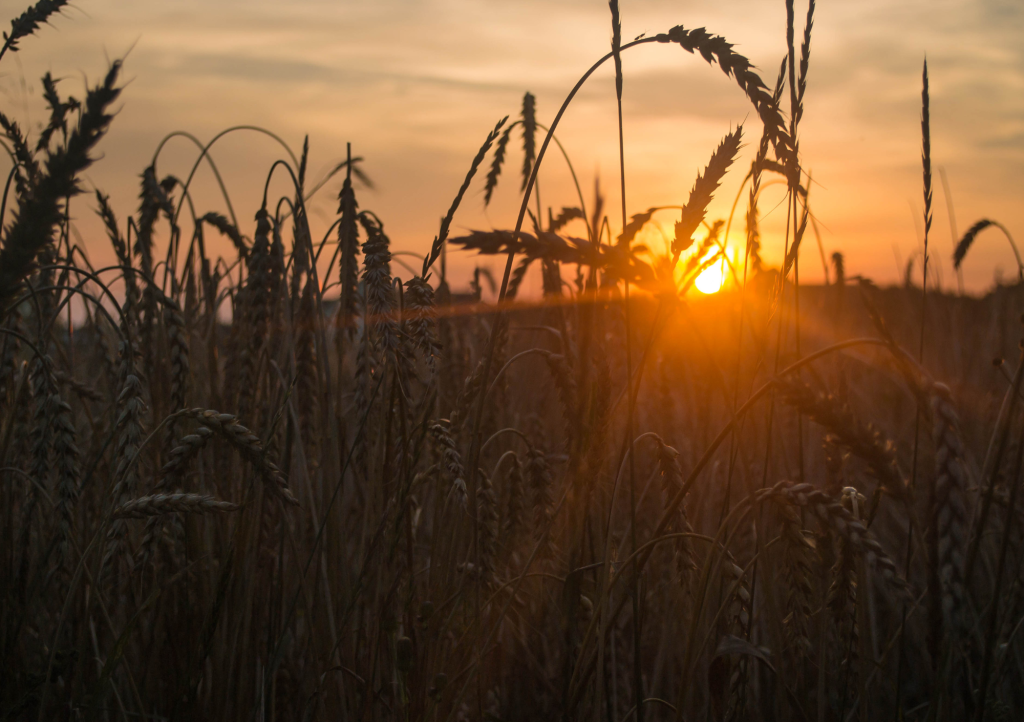 wat is mabon, wat vier je dan?